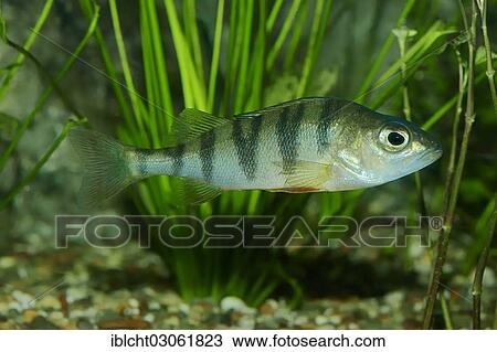 Stock Image - "European Perch (Perca fluviatilis), freshwater fish, native to Europe, captive, North Rhine-Westphalia, Germany, Europe". Fotosearch
