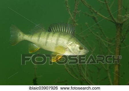 "European perch (Perca fluviatilis), Lower Austria, Austria, Europe" View Large Photo Image Stock Photograph - "European perch (Perca fluviatilis), Lower Austria, Austria, Europe". Fotosearch