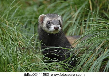 European Polecat (Mustela putorius), deer park, Bavaria, Germany, Europe View Large Photo Image Stock Image - European Polecat (Mustela putorius), deer park, Bavaria, Germany, Europe. Fotosearch