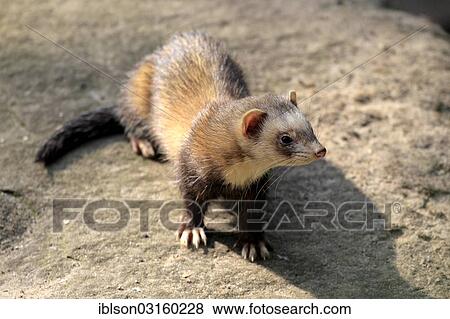 Stock Photo - "European Polecat (Mustela putorius), adult, captive, Cleebronn, Baden-Wurttemberg, Germany, Europe". Fotosearch