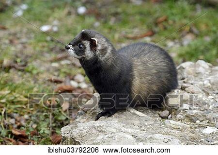 Stock Photograph - "European polecat (Mustela putorius), Natur- und Tierpark Goldau zoo, Schwyz, Switzerland, Europe". Fotosearch