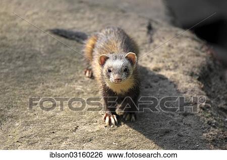 "European Polecat (Mustela putorius), adult, captive, Cleebronn, Baden-Wurttemberg, Germany, Europe" View Large Photo Image Stock Photograph - "European Polecat (Mustela putorius), adult, captive, Cleebronn, Baden-Wurttemberg, Germany, Europe". Fotosearch