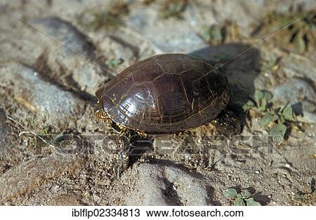 Stock Image - "European Pond Terrapin (Emys orbicularis), on arid soil, Coto Donana, Spain, Europe". Fotosearch