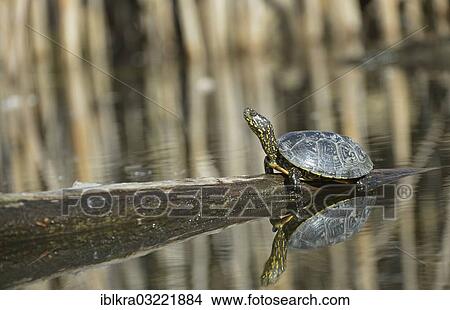 "European Pond Turtle (Emys orbicularis), Danube-Auen, Gross-Enzersdorf, Lower Austria, Austria, Europe" View Large Photo Image Picture - "European Pond Turtle (Emys orbicularis), Danube-Auen, Gross-Enzersdorf, Lower Austria, Austria, Europe". Fotosearch