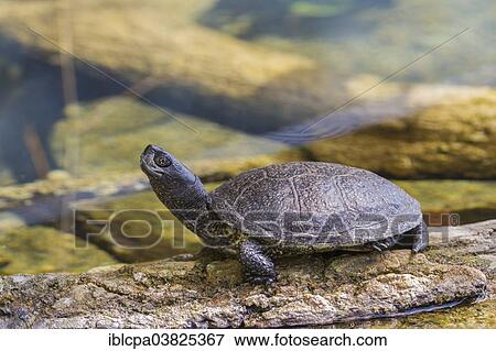 "European Pond Turtle (Emys orbicularis), Innsbruck Alpine Zoo, Innsbruck, Tyrol, Austria, Europe" View Large Photo Image Stock Photo - "European Pond Turtle (Emys orbicularis), Innsbruck Alpine Zoo, Innsbruck, Tyrol, Austria, Europe". Fotosearch