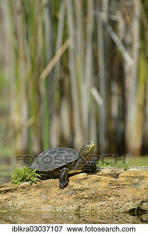 "European Pond Turtle (Emys orbicularis), Danube-Auen, Gross-Enzersdorf, Lower Austria, Austria, Europe" View Large Photo Image Stock Photo - "European Pond Turtle (Emys orbicularis), Danube-Auen, Gross-Enzersdorf, Lower Austria, Austria, Europe". Fotosearch