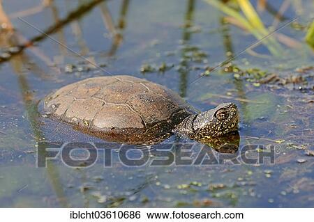 "European Pond Turtle (Emys orbicularis) in the water, Central Macedonia, Greece, Europe" View Large Photo Image Stock Photograph - "European Pond Turtle (Emys orbicularis) in the water, Central Macedonia, Greece, Europe". Fotosearch