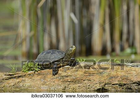 "European Pond Turtle (Emys orbicularis), Danube-Auen, Gross-Enzersdorf, Lower Austria, Austria, Europe" View Large Photo Image Stock Photograph - "European Pond Turtle (Emys orbicularis), Danube-Auen, Gross-Enzersdorf, Lower Austria, Austria, Europe". Fotosearch