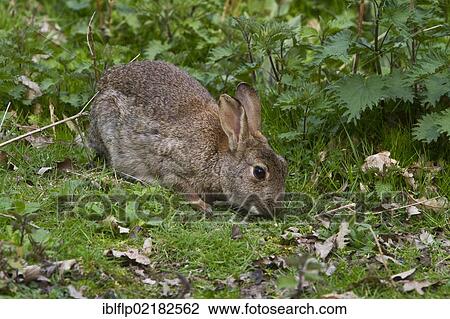 "European rabbit or Common rabbit (Oryctolagus cuniculus) feeding on grass, Minsmere, Suffolk, England, United Kingdom, Europe" View Large Photo Image Stock Image - "European rabbit or Common rabbit (Oryctolagus cuniculus) feeding on grass, Minsmere, Suffolk, England, United Kingdom, Europe". Fotosearch
