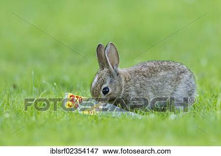 Stock Photo - "European rabbit or common rabbit (Oryctolagus cuniculus) on grass, Schleswig-Holstein, Germany, Europe". Fotosearch
