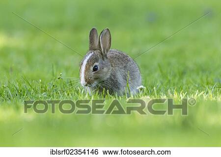 "European rabbit or common rabbit (Oryctolagus cuniculus) on grass, Schleswig-Holstein, Germany, Europe" View Large Photo Image Stock Photograph - "European rabbit or common rabbit (Oryctolagus cuniculus) on grass, Schleswig-Holstein, Germany, Europe". Fotosearch