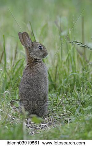 "European rabbit (Oryctolagus cuniculus), young, Emsland, Lower Saxony, Germany, Europe" View Large Photo Image Stock Image - "European rabbit (Oryctolagus cuniculus), young, Emsland, Lower Saxony, Germany, Europe". Fotosearch
