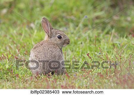 "European Rabbit (Oryctolagus cuniculus), young, sitting on grassland, Minsmere RSPB Reserve, Suffolk, England, United Kingdom, Europe" View Large Photo Image Stock Image - "European Rabbit (Oryctolagus cuniculus), young, sitting on grassland, Minsmere RSPB Reserve, Suffolk, England, United Kingdom, Europe". Fotosearch
