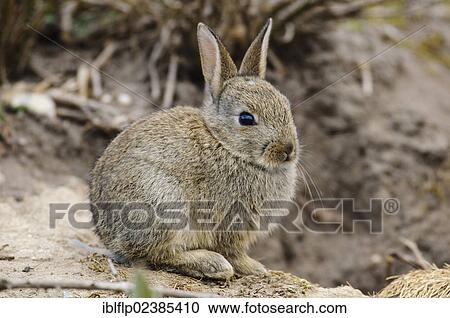 "European Rabbit (Oryctolagus cuniculus), young, sitting at burrow entrance, Minsmere RSPB Reserve, Suffolk, England, United Kingdom, Europe" View Large Photo Image Stock Image - "European Rabbit (Oryctolagus cuniculus), young, sitting at burrow entrance, Minsmere RSPB Reserve, Suffolk, England, United Kingdom, Europe". Fotosearch