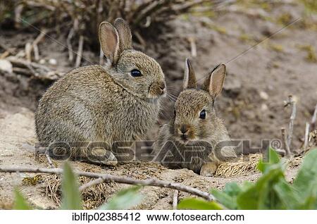 "European Rabbit (Oryctolagus cuniculus), two young, sitting at burrow entrance, Minsmere RSPB Reserve, Suffolk, England, United Kingdom, Europe" View Large Photo Image Stock Image - "European Rabbit (Oryctolagus cuniculus), two young, sitting at burrow entrance, Minsmere RSPB Reserve, Suffolk, England, United Kingdom, Europe". Fotosearch