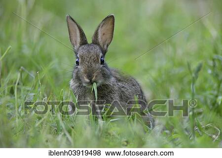 "European rabbit (Oryctolagus cuniculus), young, Emsland, Lower Saxony, Germany, Europe" View Large Photo Image Stock Photo - "European rabbit (Oryctolagus cuniculus), young, Emsland, Lower Saxony, Germany, Europe". Fotosearch