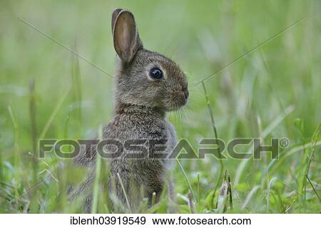 "European rabbit (Oryctolagus cuniculus), young, Emsland, Lower Saxony, Germany, Europe" View Large Photo Image Stock Photo - "European rabbit (Oryctolagus cuniculus), young, Emsland, Lower Saxony, Germany, Europe". Fotosearch