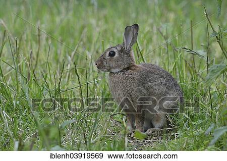 Stock Photo - "European rabbit (Oryctolagus cuniculus), Emsland, Lower Saxony, Germany, Europe". Fotosearch