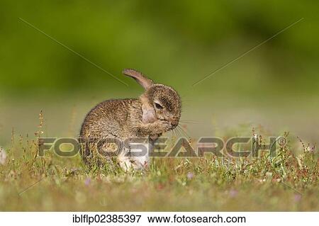 "European Rabbit (Oryctolagus cuniculus), baby, grooming ear with front paws, sitting in grassland, Minsmere RSPB Reserve, Suffolk, England, United Kingdom, Europe" View Large Photo Image Stock Photo - "European Rabbit (Oryctolagus cuniculus), baby, grooming ear with front paws, sitting in grassland, Minsmere RSPB Reserve, Suffolk, England, United Kingdom, Europe". Fotosearch