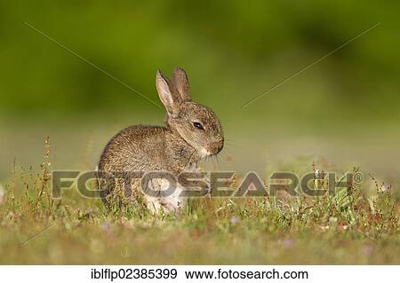"European Rabbit (Oryctolagus cuniculus), baby, with front paws together after grooming, sitting in grassland, Minsmere RSPB Reserve, Suffolk, England, United Kingdom, Europe" View Large Photo Image Stock Photo - "European Rabbit (Oryctolagus cuniculus), baby, with front paws together after grooming, sitting in grassland, Minsmere RSPB Reserve, Suffolk, England, United Kingdom, Europe". Fotosearch