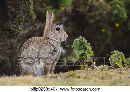 "European Rabbit (Oryctolagus cuniculus), adult, sitting alert, keeping lookout for nearby young, Minsmere RSPB Reserve, Suffolk, England, United Kingdom, Europe" View Large Photo Image Stock Photo - "European Rabbit (Oryctolagus cuniculus), adult, sitting alert, keeping lookout for nearby young, Minsmere RSPB Reserve, Suffolk, England, United Kingdom, Europe". Fotosearch