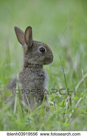 "European rabbit (Oryctolagus cuniculus), young, Emsland, Lower Saxony, Germany, Europe" View Large Photo Image Stock Photograph - "European rabbit (Oryctolagus cuniculus), young, Emsland, Lower Saxony, Germany, Europe". Fotosearch