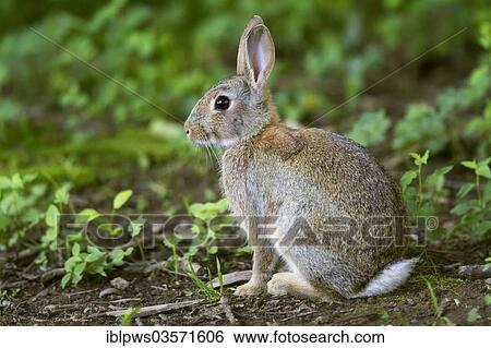 "European Rabbit (Oryctolagus cuniculus), sitting, Bridgend, Wales, United Kingdom, Europe" View Large Photo Image Stock Photograph - "European Rabbit (Oryctolagus cuniculus), sitting, Bridgend, Wales, United Kingdom, Europe". Fotosearch