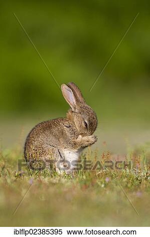 "European Rabbit (Oryctolagus cuniculus), baby, grooming, licking front paws, sitting in grassland, Minsmere RSPB Reserve, Suffolk, England, United Kingdom, Europe" View Large Photo Image Stock Photography - "European Rabbit (Oryctolagus cuniculus), baby, grooming, licking front paws, sitting in grassland, Minsmere RSPB Reserve, Suffolk, England, United Kingdom, Europe". Fotosearch