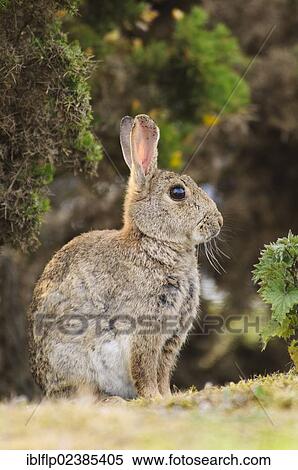 "European Rabbit (Oryctolagus cuniculus), adult, sitting alert, keeping lookout, Minsmere RSPB Reserve, Suffolk, England, United Kingdom, Europe" View Large Photo Image Stock Photography - "European Rabbit (Oryctolagus cuniculus), adult, sitting alert, keeping lookout, Minsmere RSPB Reserve, Suffolk, England, United Kingdom, Europe". Fotosearch