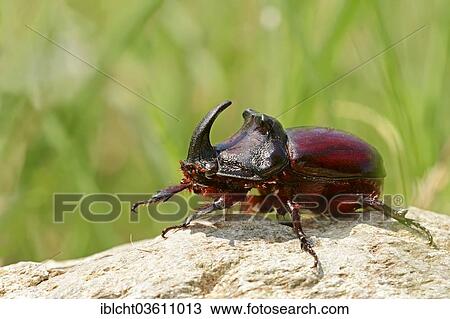 "European Rhinoceros Beetle (Oryctes nasicornis), male, Central Macedonia, Greece, Europe" View Large Photo Image Stock Image - "European Rhinoceros Beetle (Oryctes nasicornis), male, Central Macedonia, Greece, Europe". Fotosearch