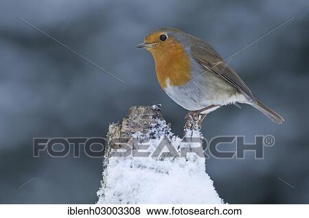 Stock Photo - "European Robin (Erithacus rubecula) in winter, Haren, Emsland, Lower Saxony, Germany, Europe". Fotosearch