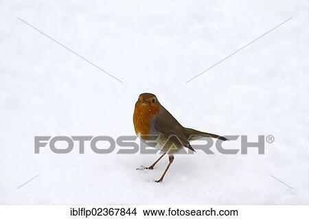 "European Robin (Erithacus rubecula), adult, standing on snow, Norfolk, England, United Kingdom, Europe" View Large Photo Image Picture - "European Robin (Erithacus rubecula), adult, standing on snow, Norfolk, England, United Kingdom, Europe". Fotosearch