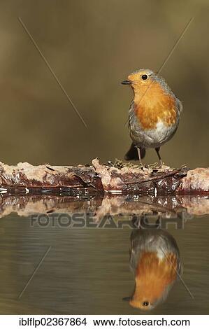"European Robin (Erithacus rubecula), adult, with reflection in woodland pool, South Yorkshire, England, United Kingdom, Europe" View Large Photo Image Picture - "European Robin (Erithacus rubecula), adult, with reflection in woodland pool, South Yorkshire, England, United Kingdom, Europe". Fotosearch