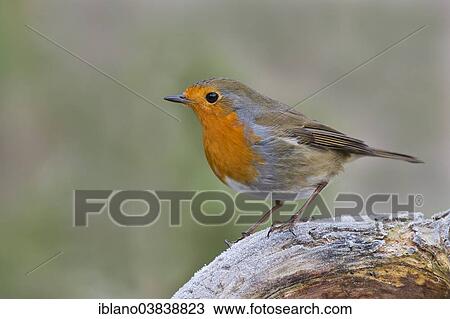 "European Robin (Erithacus rubecula), Tyrol, Austria, Europe" View Large Photo Image Stock Image - "European Robin (Erithacus rubecula), Tyrol, Austria, Europe". Fotosearch