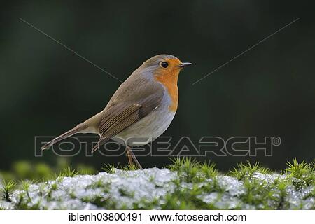 "European Robin (Erithacus rubecula), Emsland, Lower Saxony, Germany, Europe" View Large Photo Image Stock Image - "European Robin (Erithacus rubecula), Emsland, Lower Saxony, Germany, Europe". Fotosearch