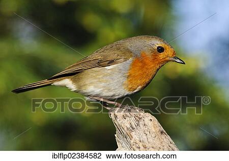 "European Robin (Erithacus rubecula), adult, perched on broken branch, Hale, Cumbria, England, United Kingdom, Europe" View Large Photo Image Stock Image - "European Robin (Erithacus rubecula), adult, perched on broken branch, Hale, Cumbria, England, United Kingdom, Europe". Fotosearch