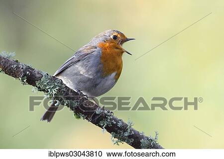 "European Robin (Erithacus rubecula), singing on perch, Wales, United Kingdom, Europe" View Large Photo Image Stock Image - "European Robin (Erithacus rubecula), singing on perch, Wales, United Kingdom, Europe". Fotosearch