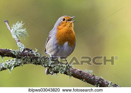 "European Robin (Erithacus rubecula), singing on perch, Wales, United Kingdom, Europe" View Large Photo Image Stock Image - "European Robin (Erithacus rubecula), singing on perch, Wales, United Kingdom, Europe". Fotosearch