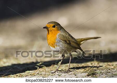 "European Robin (Erithacus rubecula), Tyrol, Austria, Europe" View Large Photo Image Stock Photo - "European Robin (Erithacus rubecula), Tyrol, Austria, Europe". Fotosearch