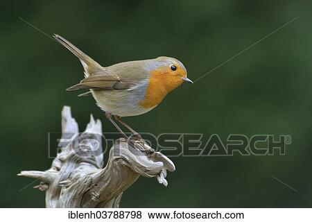 Stock Photo - "European Robin (Erithacus rubecula), Emsland, Lower Saxony, Germany, Europe". Fotosearch