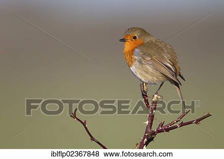 "European Robin (Erithacus rubecula), adult, Berwickshire, Scottish Borders, Scotland, United Kingdom, Europe" View Large Photo Image Stock Photo - "European Robin (Erithacus rubecula), adult, Berwickshire, Scottish Borders, Scotland, United Kingdom, Europe". Fotosearch