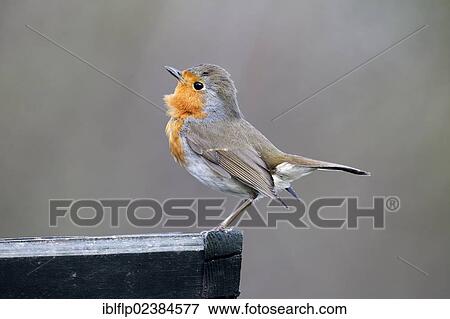 "European Robin (Erithacus rubecula), adult, displaying, perched on fence, Warwickshire, England, United Kingdom, Europe" View Large Photo Image Stock Photo - "European Robin (Erithacus rubecula), adult, displaying, perched on fence, Warwickshire, England, United Kingdom, Europe". Fotosearch