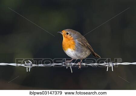 "European Robin (Erithacus rubecula) perched on a fence, South Wales, Wales, United Kingdom, Europe" View Large Photo Image Stock Photo - "European Robin (Erithacus rubecula) perched on a fence, South Wales, Wales, United Kingdom, Europe". Fotosearch