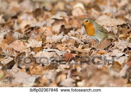 "European Robin (Erithacus rubecula), adult, foraging amongst leaf litter on forest floor, New Forest National Park, Hampshire, England, United Kingdom, Europe" View Large Photo Image Stock Photograph - "European Robin (Erithacus rubecula), adult, foraging amongst leaf litter on forest floor, New Forest National Park, Hampshire, England, United Kingdom, Europe". Fotosearch