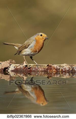 "European Robin (Erithacus rubecula), adult, looking at reflection in woodland pool, South Yorkshire, England, United Kingdom, Europe" View Large Photo Image Stock Photograph - "European Robin (Erithacus rubecula), adult, looking at reflection in woodland pool, South Yorkshire, England, United Kingdom, Europe". Fotosearch