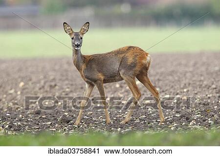 "European Roe Deer (Capreolus capreolus), alert doe crossing a field, Fehmarn Island, Schleswig-Holstein, Germany, Europe" View Large Photo Image Stock Image - "European Roe Deer (Capreolus capreolus), alert doe crossing a field, Fehmarn Island, Schleswig-Holstein, Germany, Europe". Fotosearch