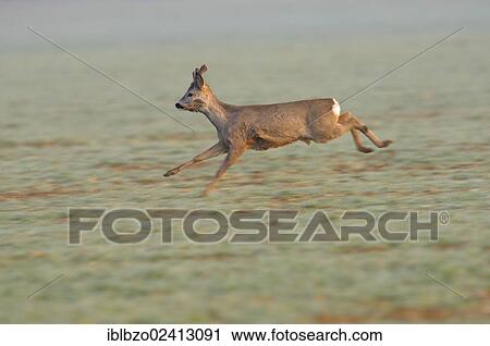 Stock Image - European Roe Deer (Capreolus capreolus), roebuck running across a field, biosphere reserve, Swabian Alb, Baden-Wuerttemberg, Germany, Europe. Fotosearch