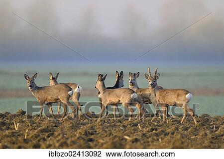 Stock Image - European Roe Deer (Capreolus capreolus), herd standing in a field seeking safety in the morning mist, biosphere reserve, Swabian Alb, Baden-Wuerttemberg, Germany, Europe. Fotosearch