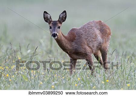 Stock Image - "European Roe Deer (Capreolus capreolus), doe grazing on a spring meadow, Peene Valley Nature Park, Mecklenburg-Western Pomerania, Germany, Europe". Fotosearch
