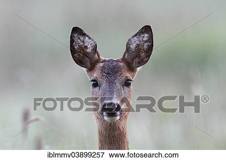 Stock Photo - "European Roe Deer (Capreolus capreolus), doe, portrait, Peene Valley Nature Park, Mecklenburg-Western Pomerania, Germany, Europe". Fotosearch